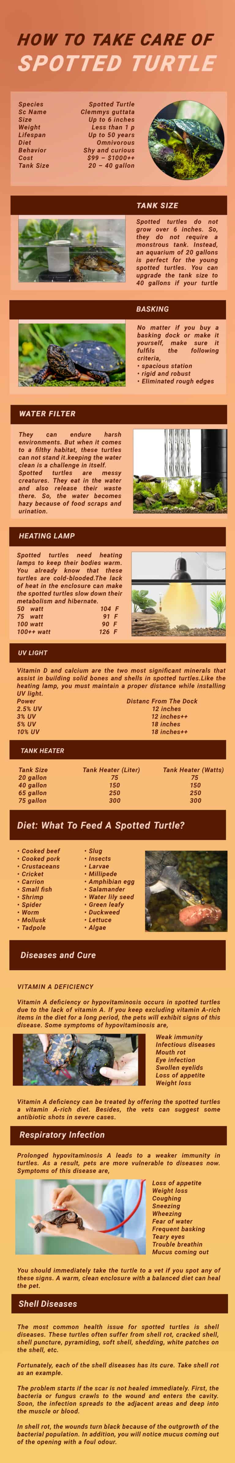 spotted turtle care infographic