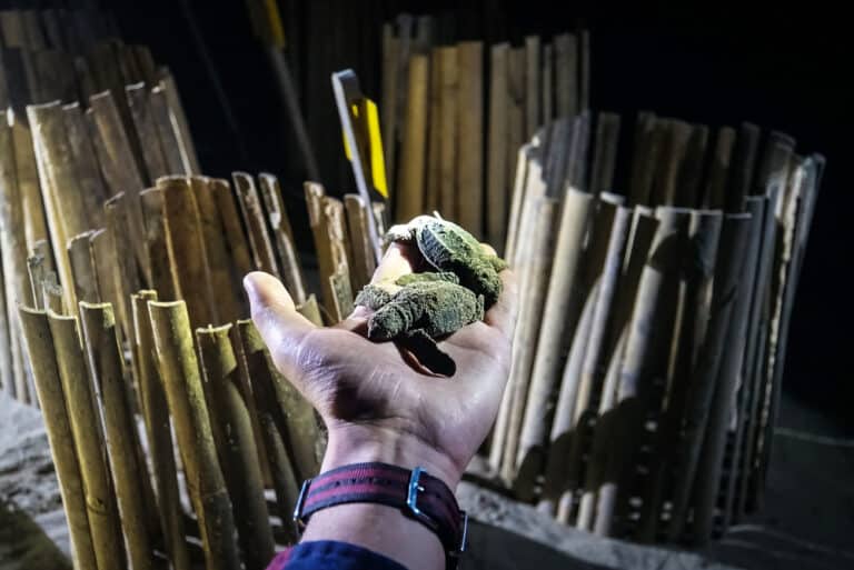 The turtle eggs buried in the sand. Incubator turtles outdoor. Conservation of endangered species of large giant turtles in the Andaman Islands India. little baby turtles in the hand of the night