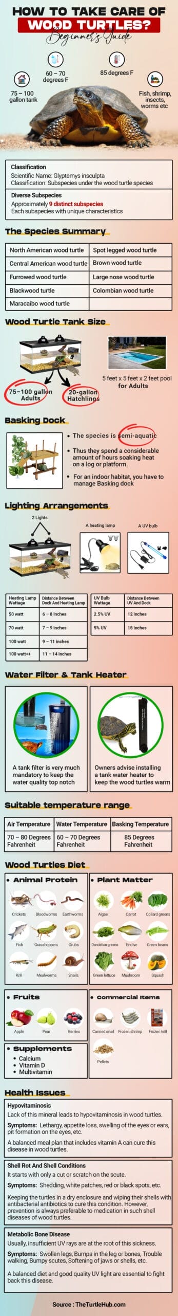 wood turtle care infographic