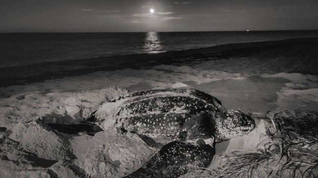 How One Simple Act Could Save Hundreds of Tiny Sea Turtles This Season