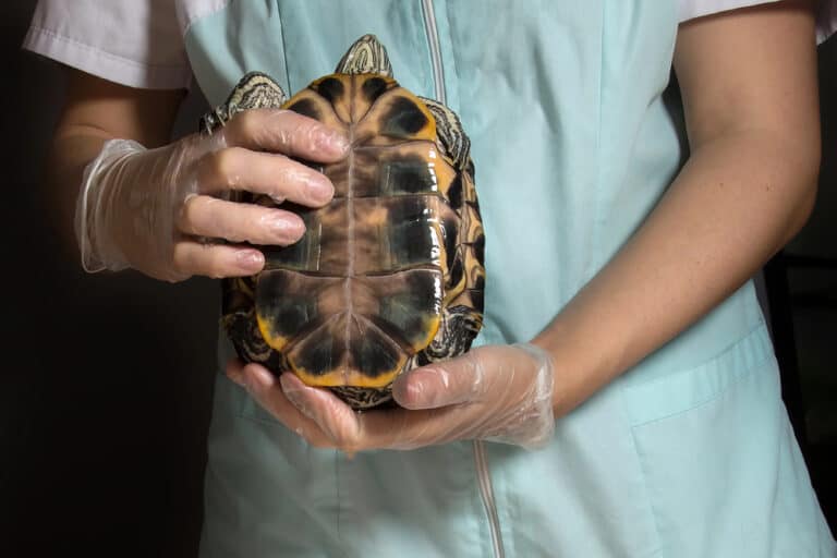 vet treating turtle