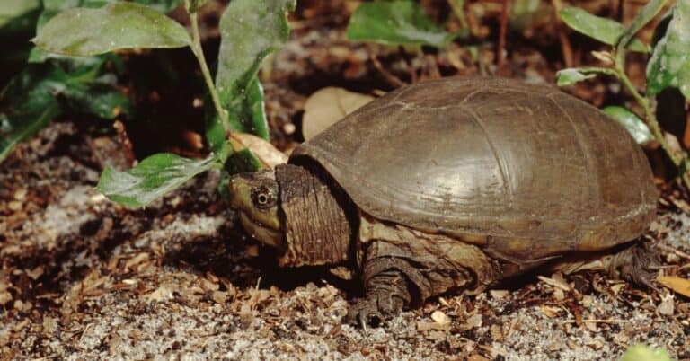Kinosternon subrubrum (Eastern Mud Turtle)