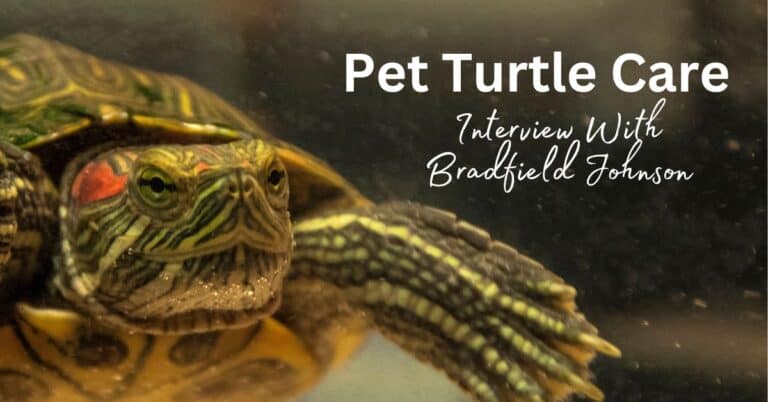 Expert Advice on Pet Turtle Care for Beginners | Interview With Bradfield Johnson