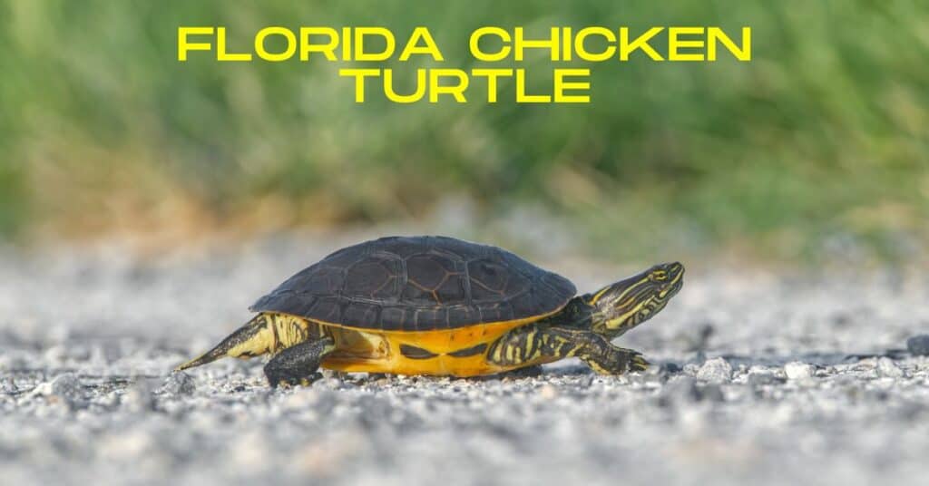 Florida chicken turtle