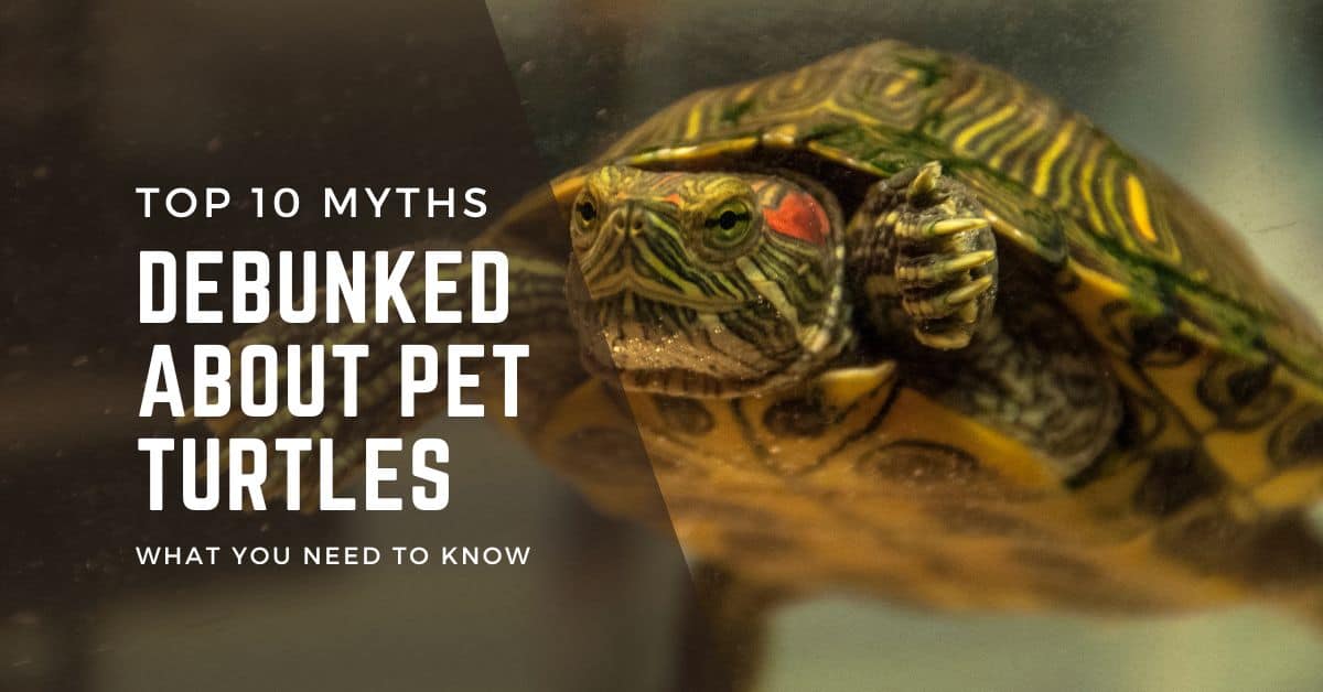 Top 10 Myths Debunked About Pet Turtles What You Need To Know