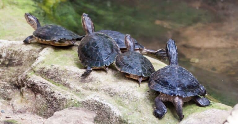 Actinemys marmorata (Western Pond Turtle)