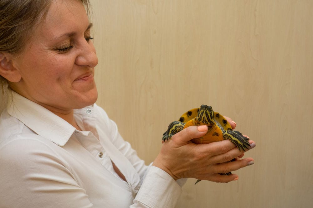 Woman holds a turtle in hands. Middle aged white woman shows small tortoise with yellow belly. Care about lovely pet or veterinarian examination