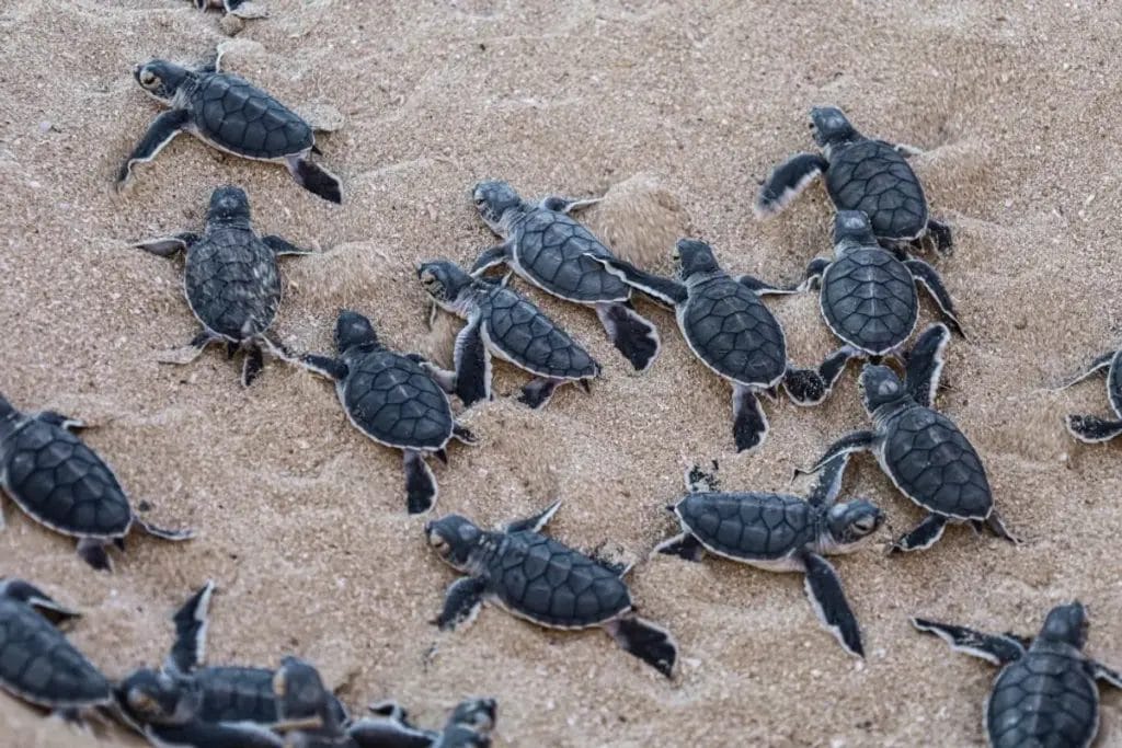 baby sea turtles