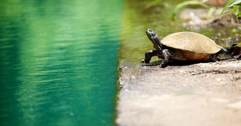 Chicken turtle in natural habitat