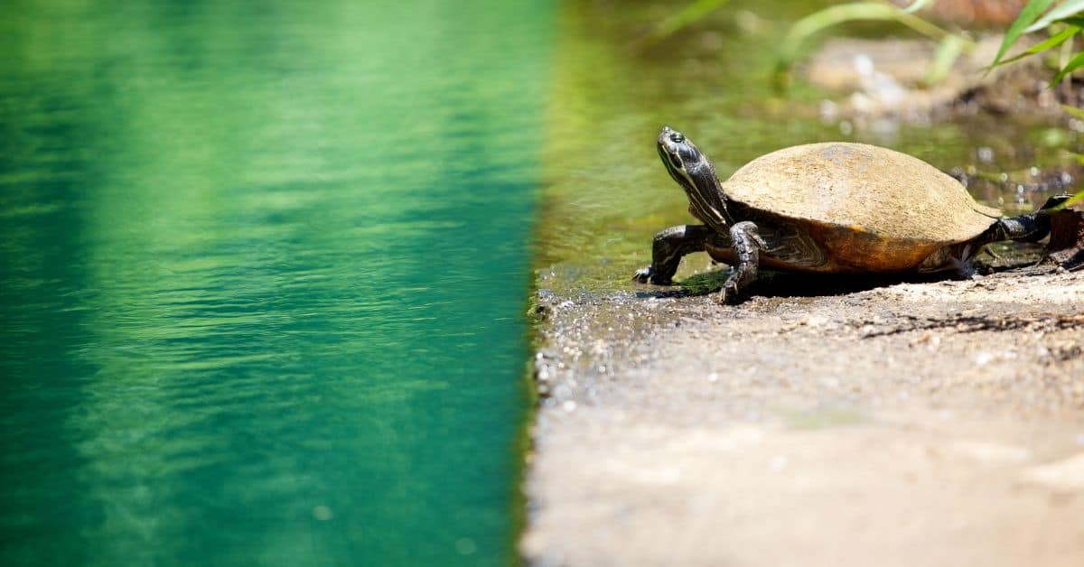 Chicken turtle in natural habitat