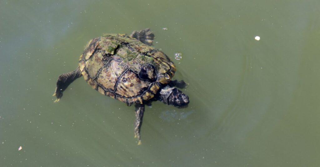 chicken turtle swimming