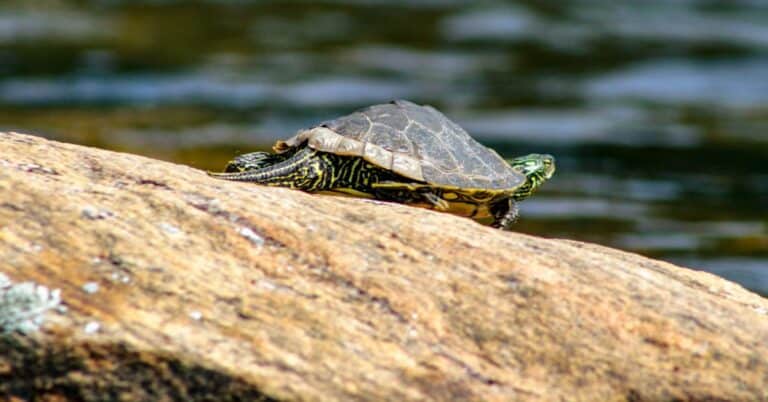 Graptemys geographica (Common Map Turtle)