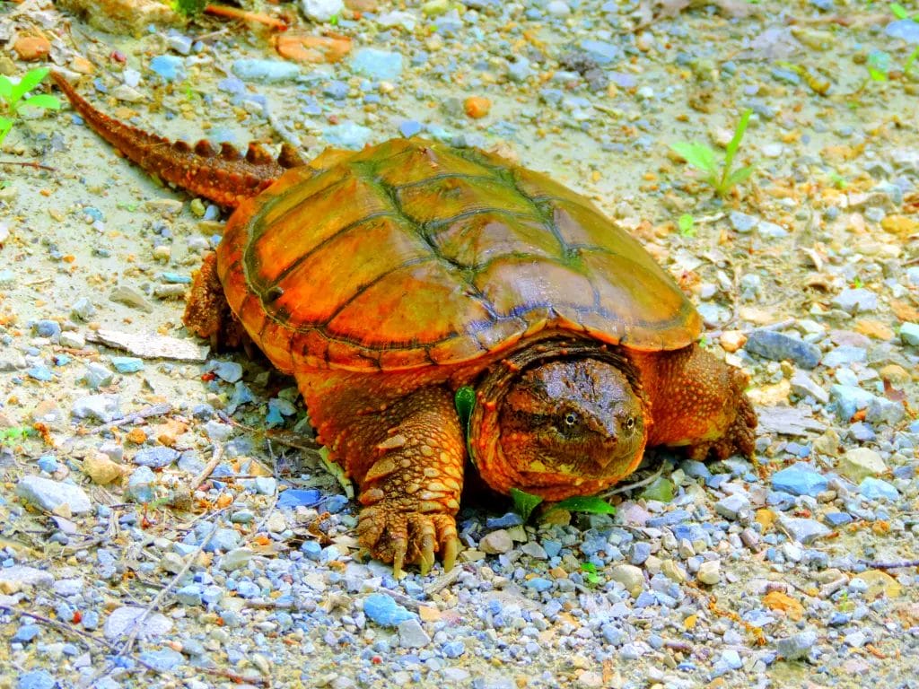 snapping turtle on rocky road