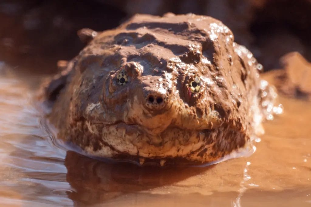 musk turtle filled with mud
