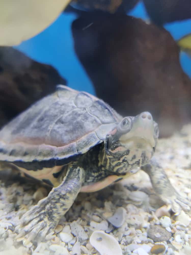 A closeup shot of a small turtle in aquarium