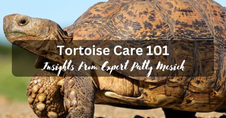 Tortoise Care 101 Insights from Expert Patty Mesich