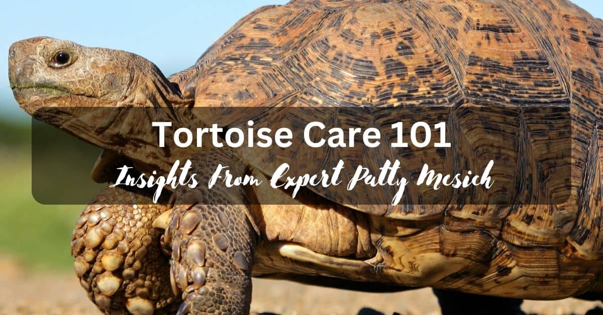 Tortoise Care 101 Insights from Expert Patty Mesich