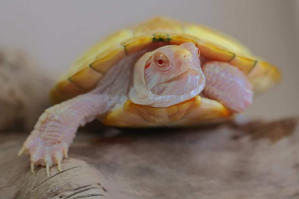 albino red eared slider closeup