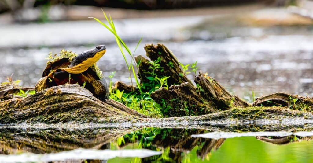 blanding's turtle basking in wild