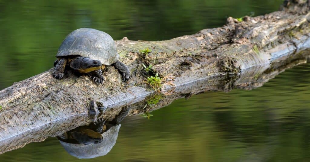 blanding's turtle resting on wood