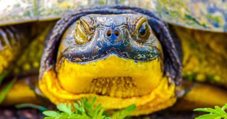 blanding's turtle winking