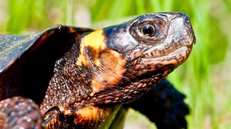 Bog Turtle Care Manual [Step By Step Guide]