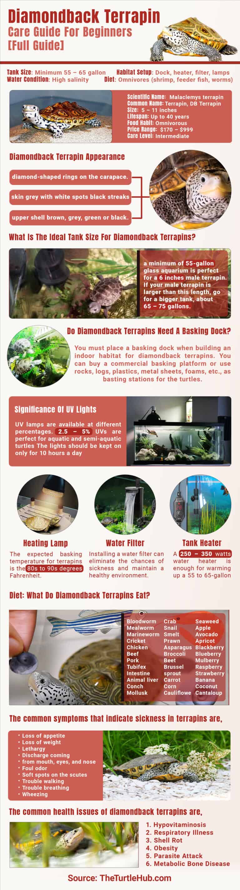 diamondback terrapin care infographic