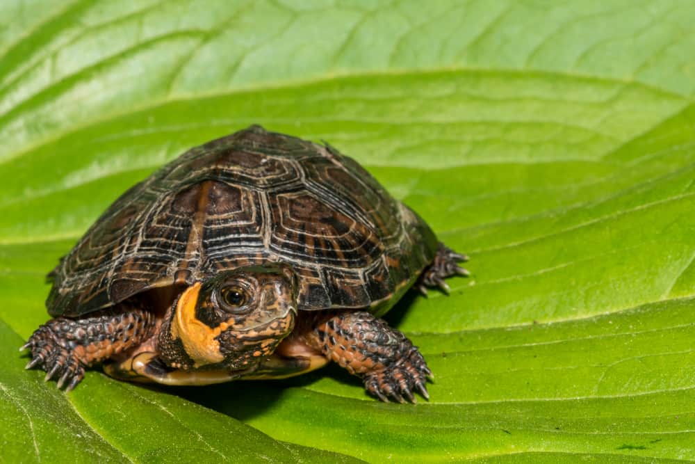 endangered bog turtle