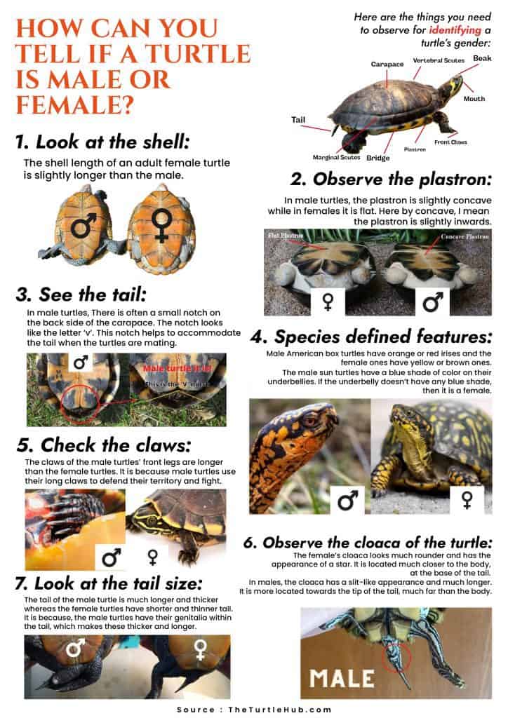 turtle gender identification infographic