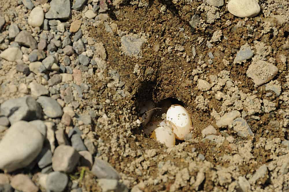 Turtle Painted turtle eggs in its turtle hole with sand, gravel in its environment and surrounding.