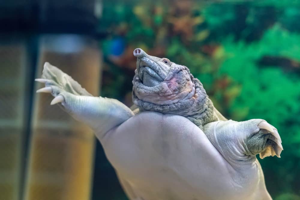 The Chinese Trionyx turtle Pelodiscus sinensis swimming in the aquarium.