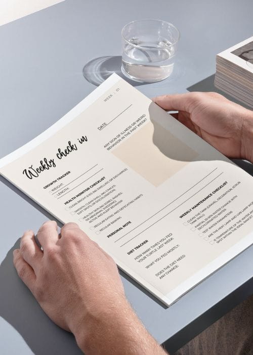 turtle tidbit journal mockup