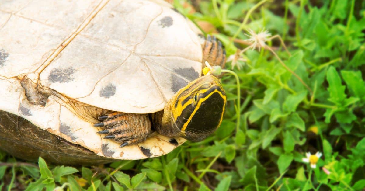 upside down turtle peeking from shell