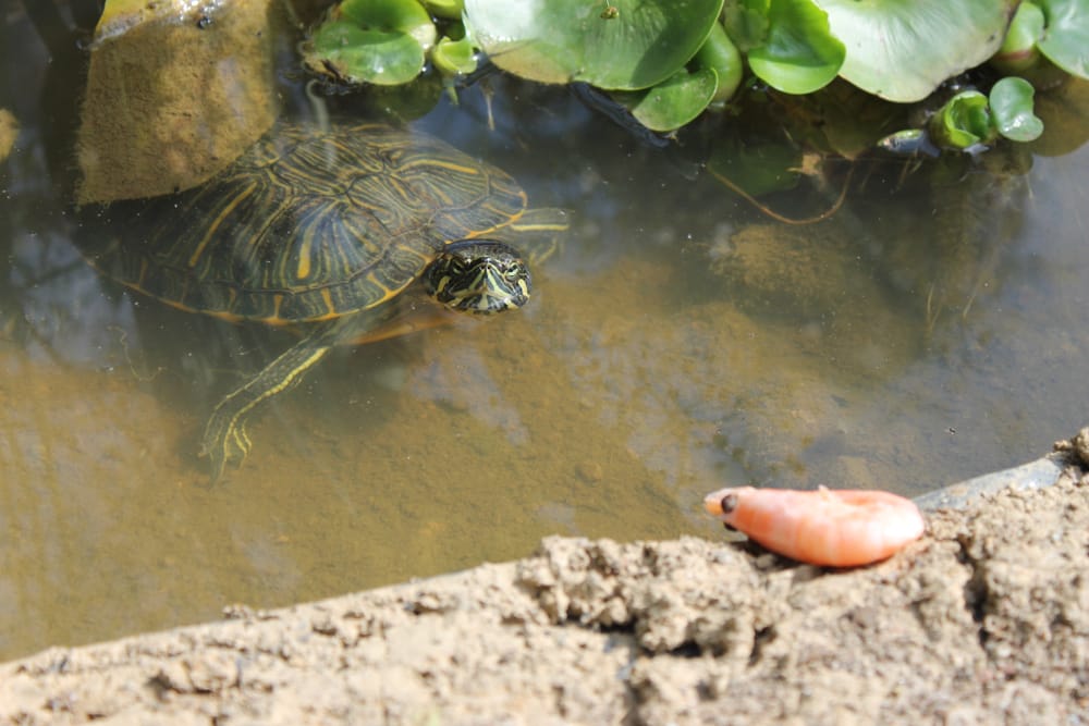A turtle waiting to eat a scrimp at the edge of a pond