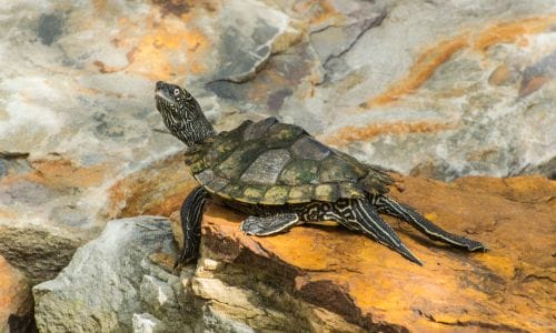 Graptemys barbouri (Barbour’s Map Turtle)