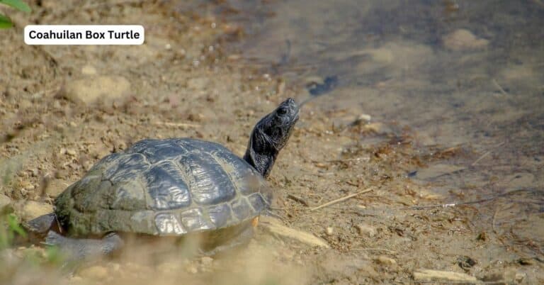 Terrapene coahuila (Coahuilan Box Turtle)