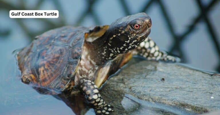 Terrapene carolina major (Gulf Coast Box Turtle)