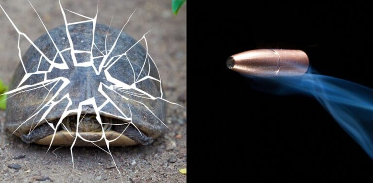 Is-A-Turtle-Shell-Bulletproof