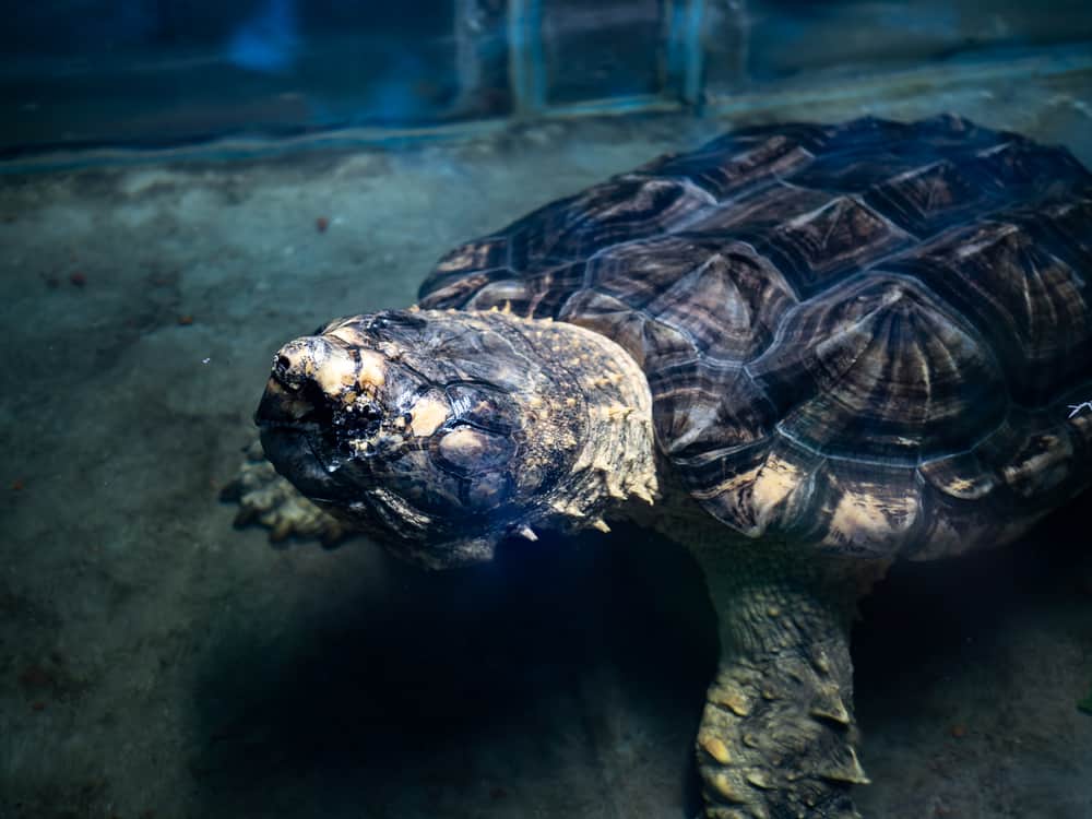 Old aligator snapping turtle submerging in shallow water