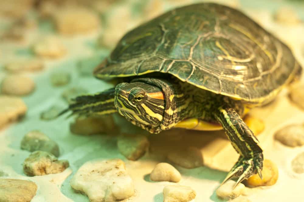 Red eared slider inside tank