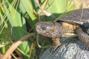 Southwestern Pond Turtle