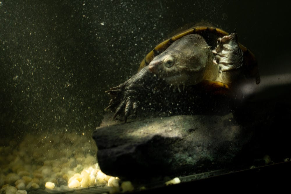 the Turtle is about to catch a fish from the lake