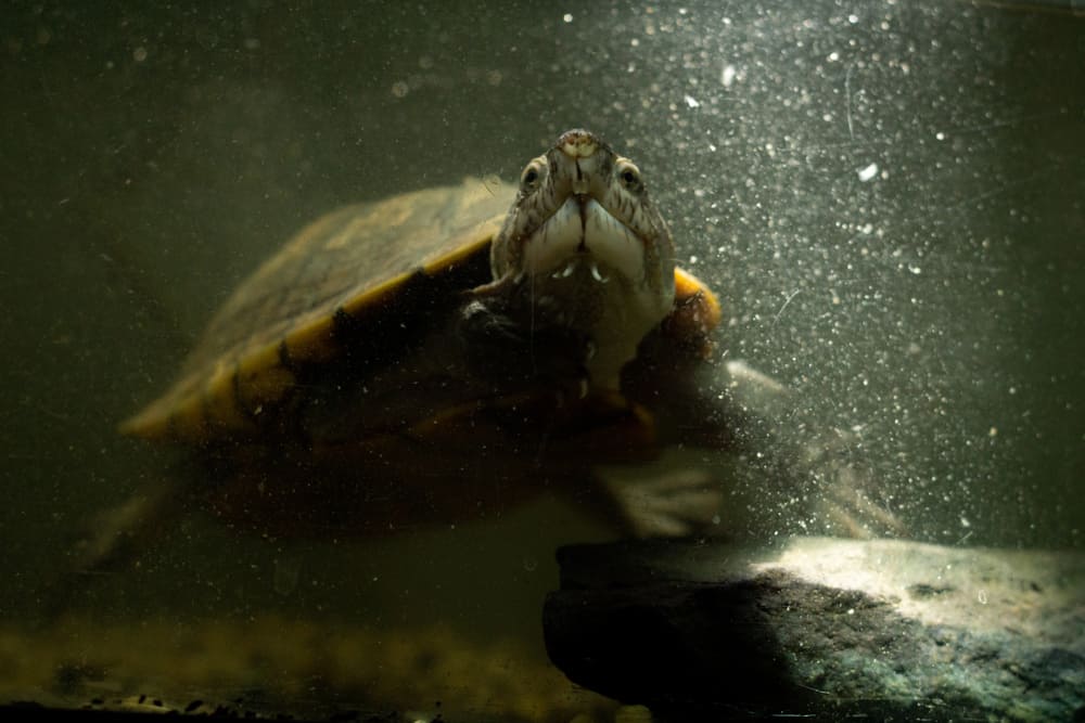 the turtle swims towards you slowly