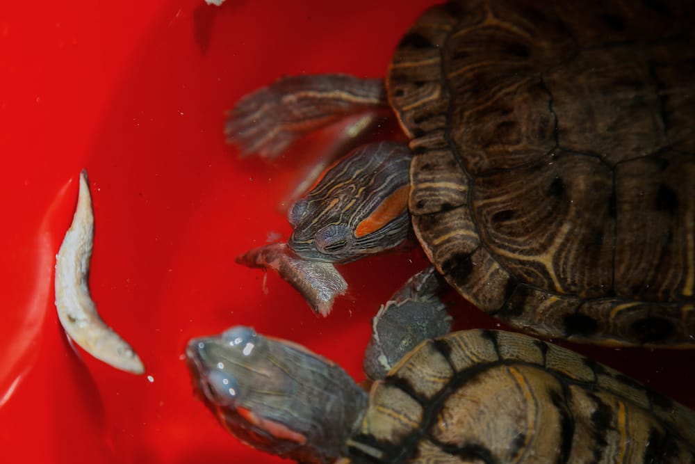 Two red-eared turtles eat fish