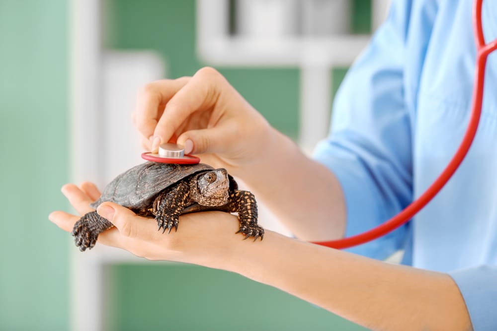 Veterinarian examining cute turtle in clinic