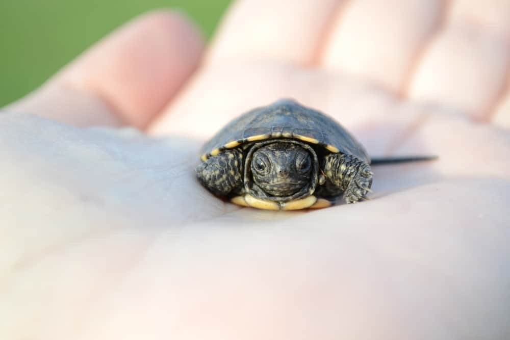 baby turtle on hand