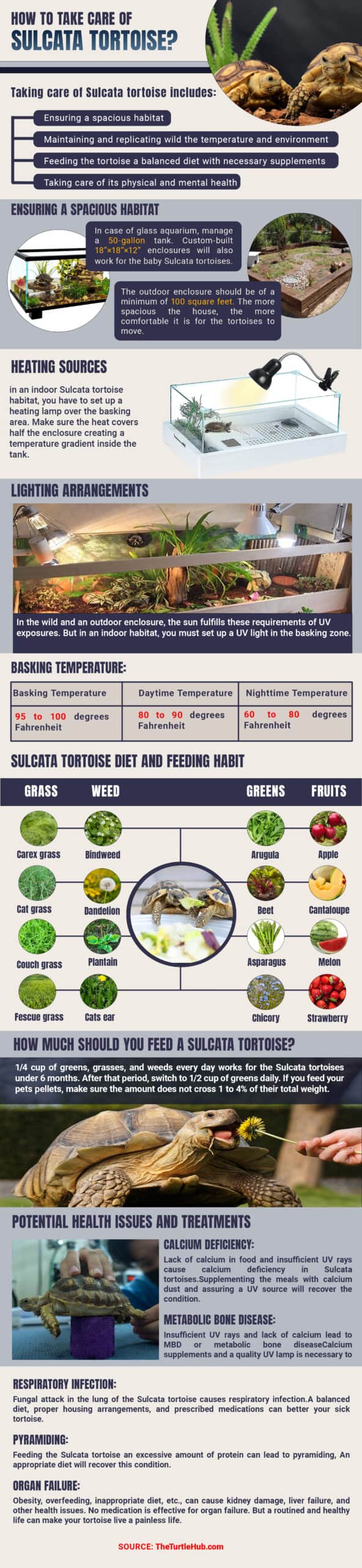 how to take care of sulcata tortoise infographic