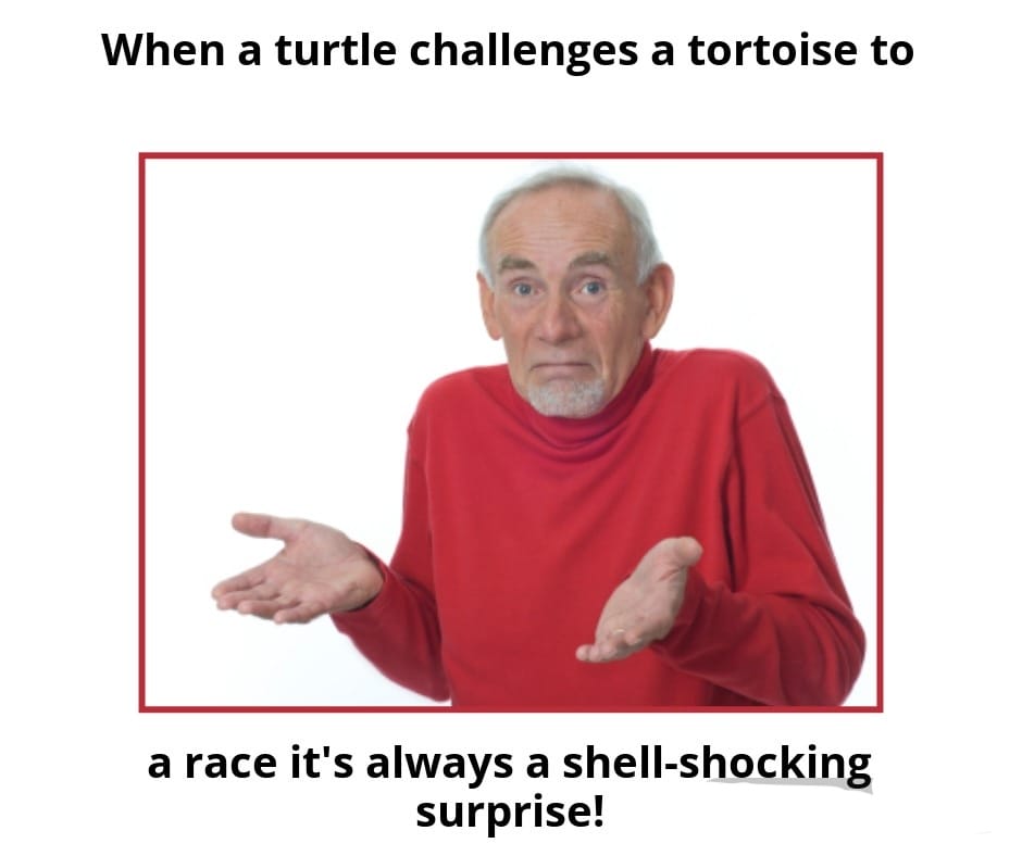 100 Funny Turtle Memes & AI Turtle Pics – The Turtle Hub