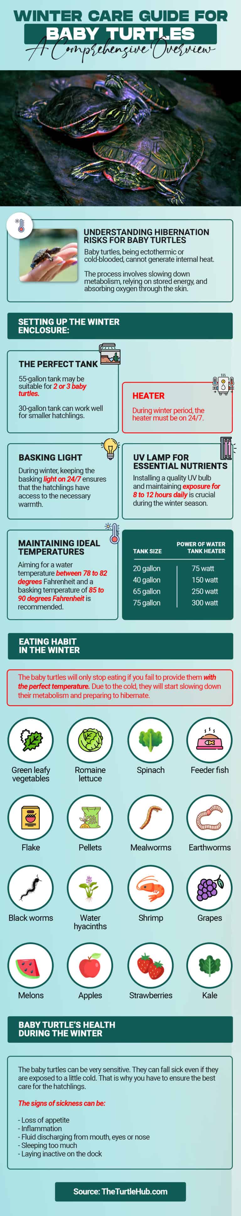 winter care guide for baby turtles infographic