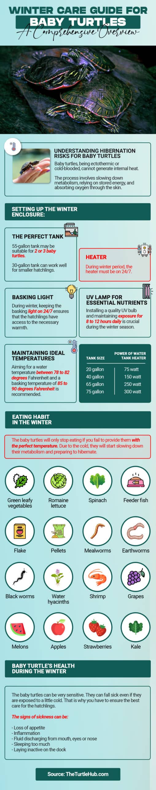 winter care guide for baby turtles infographic